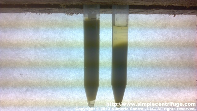 Control on the left. Centrifuged for 15 minutes on the right. Concentration is 1:8.