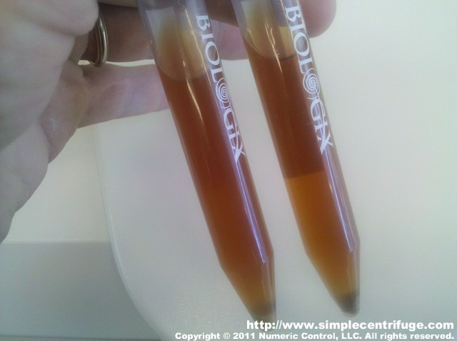 I heated one of the samples by placing the sample in a cup of water in the microwave. The sample went perfectly clear. It is hard to tell how clear it is from the photo but the heated sample on the right is crystal clear.