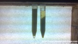 Control on the left. Centrifuged for 5 minutes on the right. Concentration is 1:8.