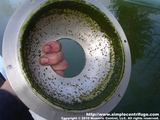 The lid revealed the problem. It appears that the flow rate at 20 gallons per hour was great enough to break up the algae cake and push it out of the rotor.