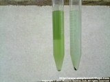 Control sample on the left, centrifuged for 5 minutes on the right.