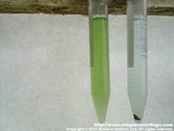 Control sample on the left, centrifuged for 30 minutes on the right.